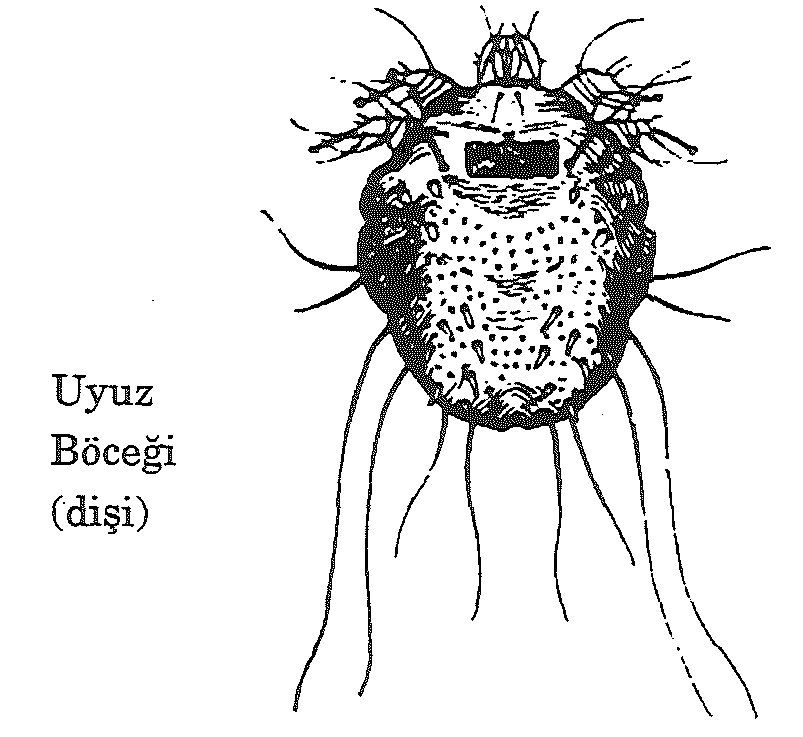 235. sayfanın 1. resmi