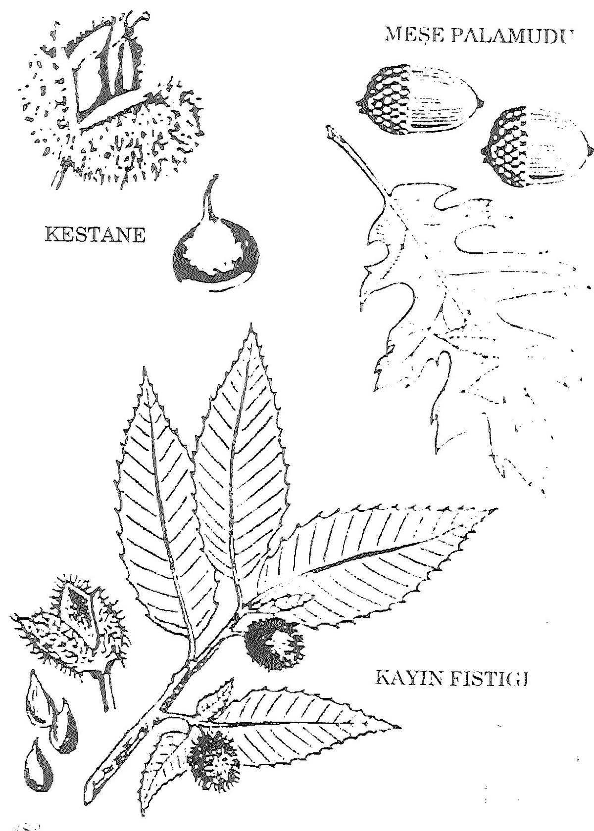 384. sayfanın 1. resmi